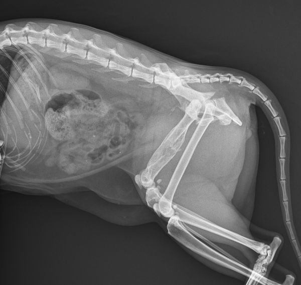 X-ray 1