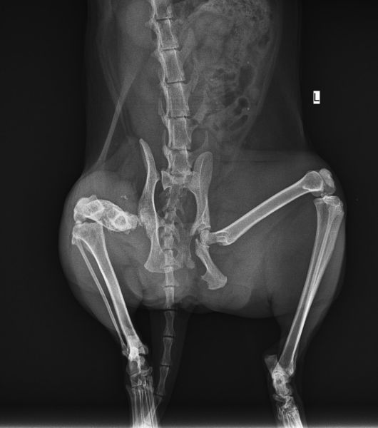 X-ray 2