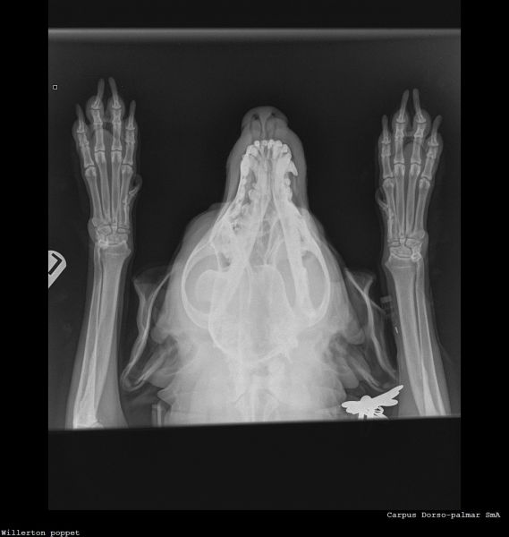 Willerton_poppet_CARPUS-Carpus Dorso-palma
