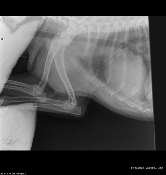 Willerton_poppet_SHOULDER-Shoulder Lateral(1)