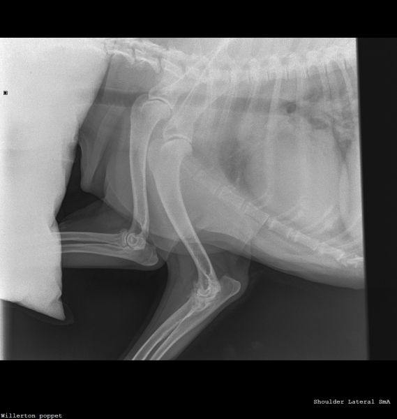 Willerton_poppet_SHOULDER-Shoulder Lateral