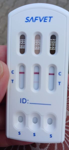 вирусы тест 2