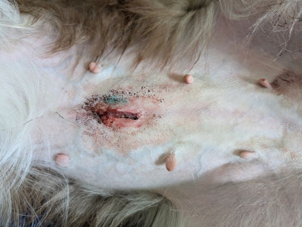 stitches open